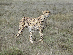 Cheetah