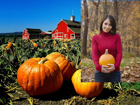 Pumpkin Farming Business