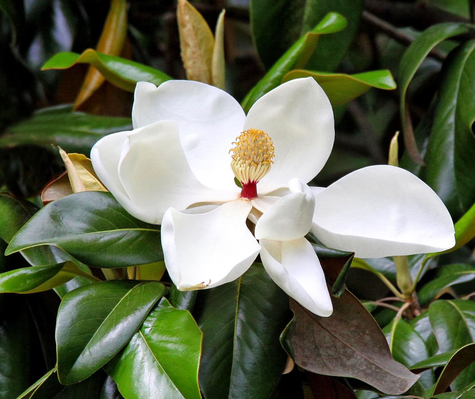 Magnolia Grandiflora