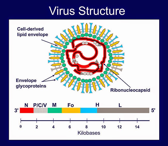 Cấu trúc virus giống Morbillivirus