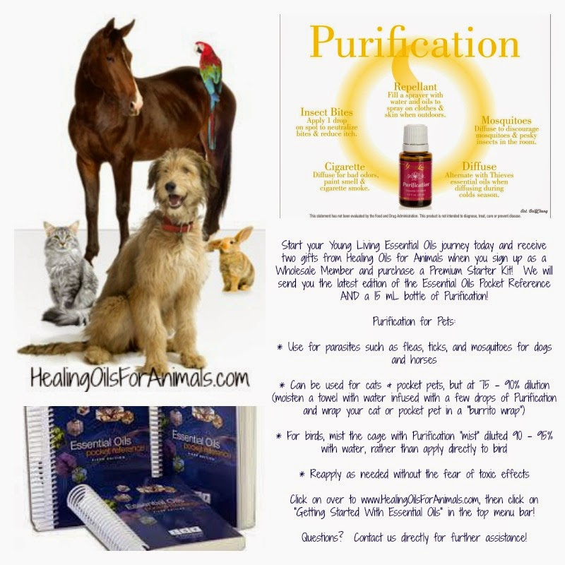 Healing Oils For Animals How Essential Oils Benefit Our Animals