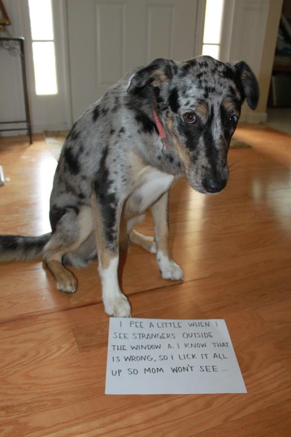 Dog Shaming Pictures Dog Shaming Pictures