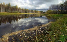 FLORESTA BOREAL RUSSA - TAIGAS2