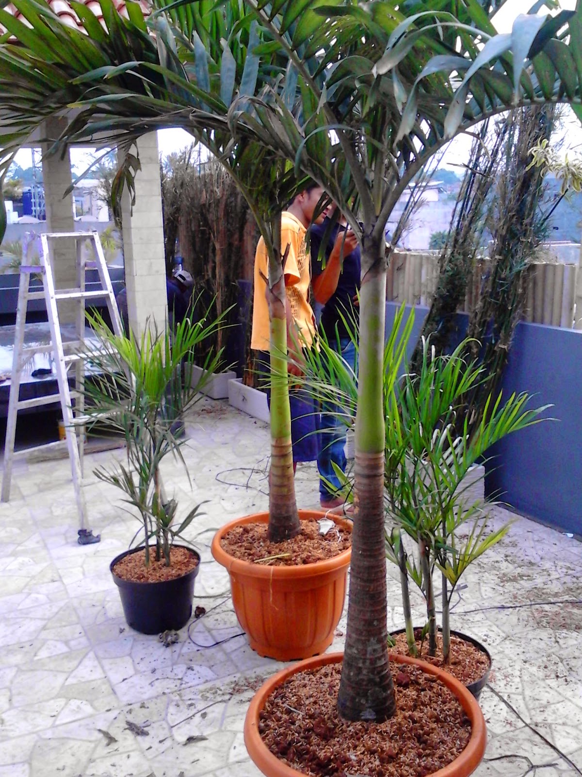Jual pohon palm putri | suplier tanaman | tanaman hias | jasa desain taman