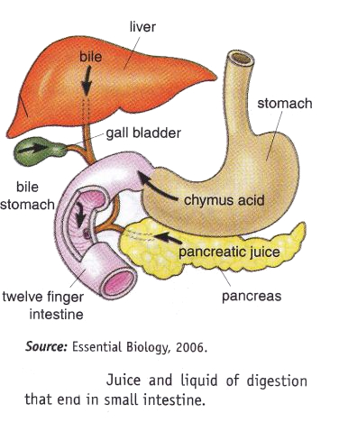 2013 Liver And Pancreas Functions ~ New Science Biology