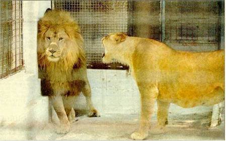 Lion+Queen.jpg