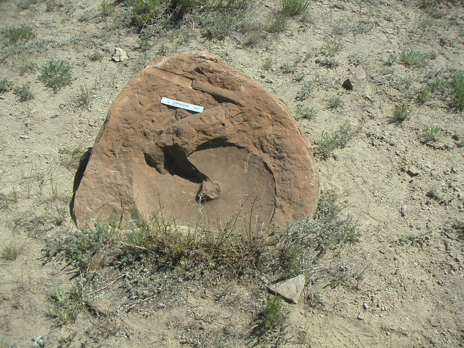 The Natural World The Story of the Kremmling Ammonite Site and a