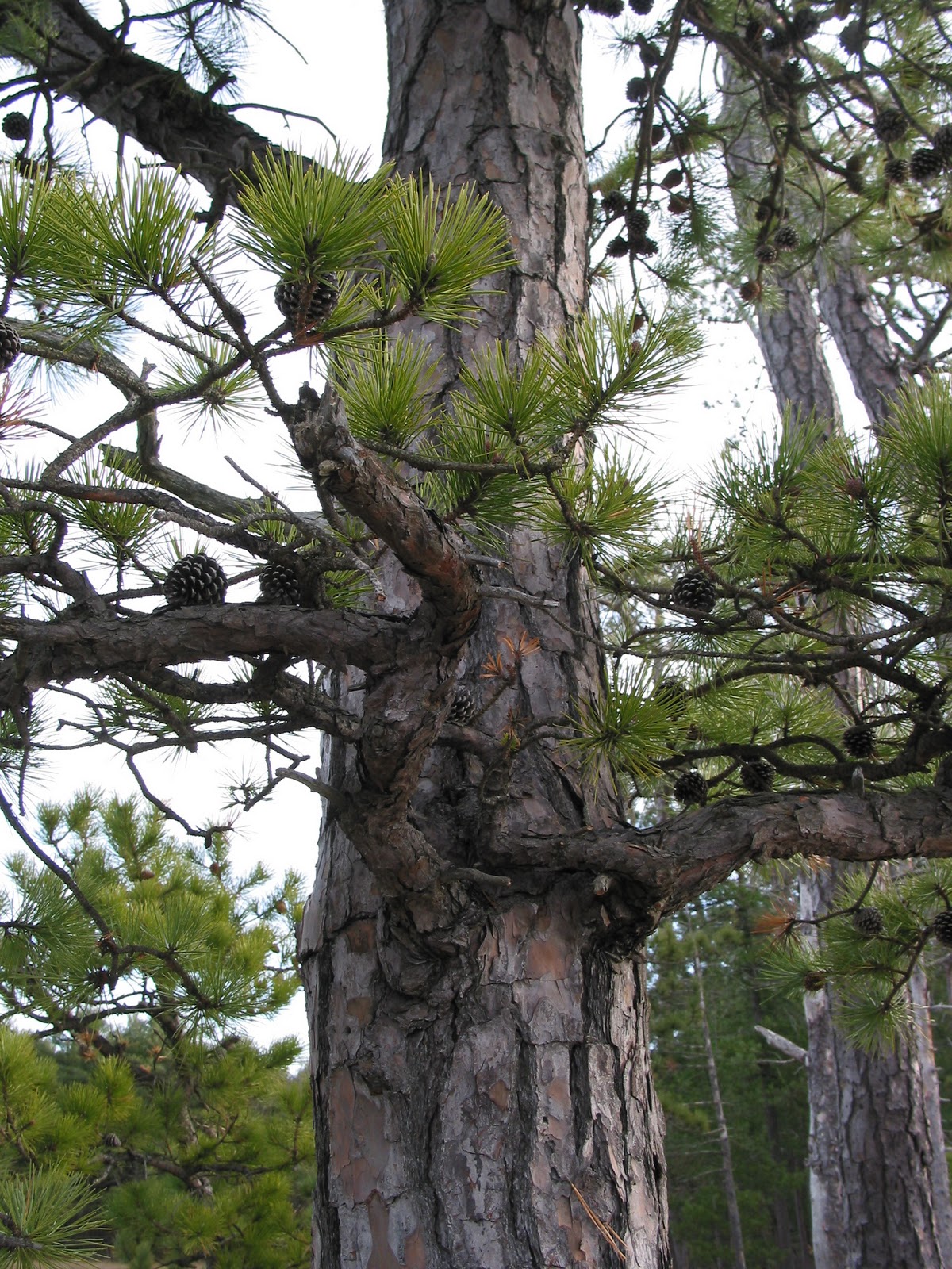 Spicebush Log Pitch Pine Point