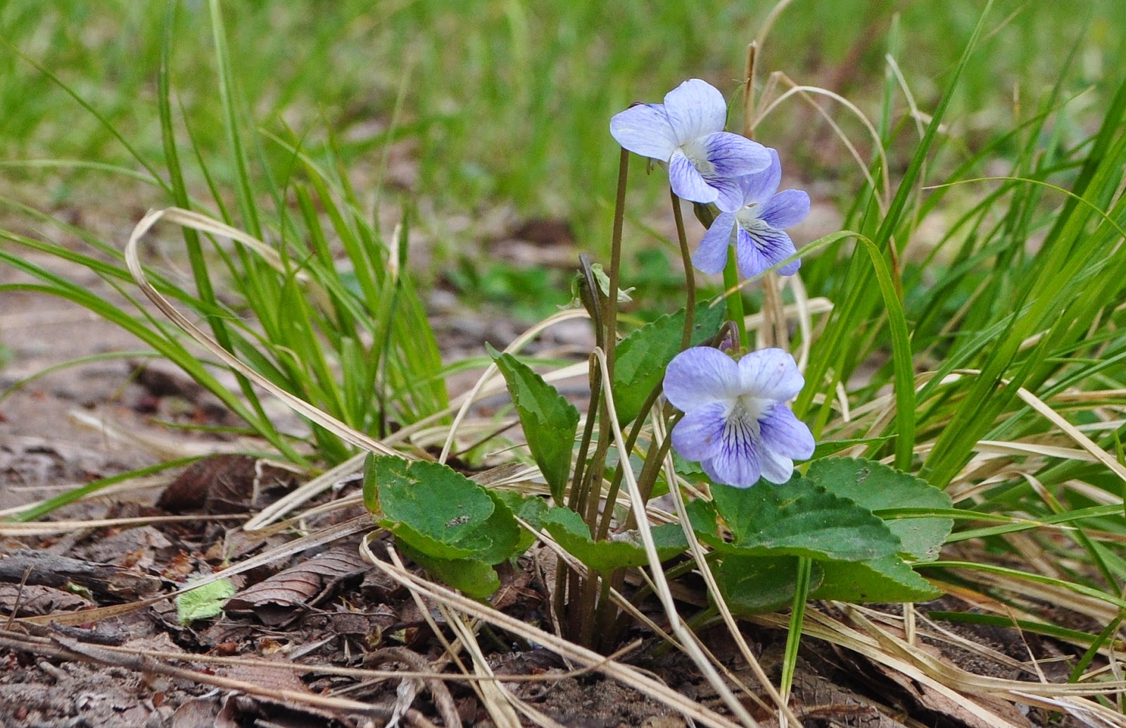 kansas wildflowers Wild Violet