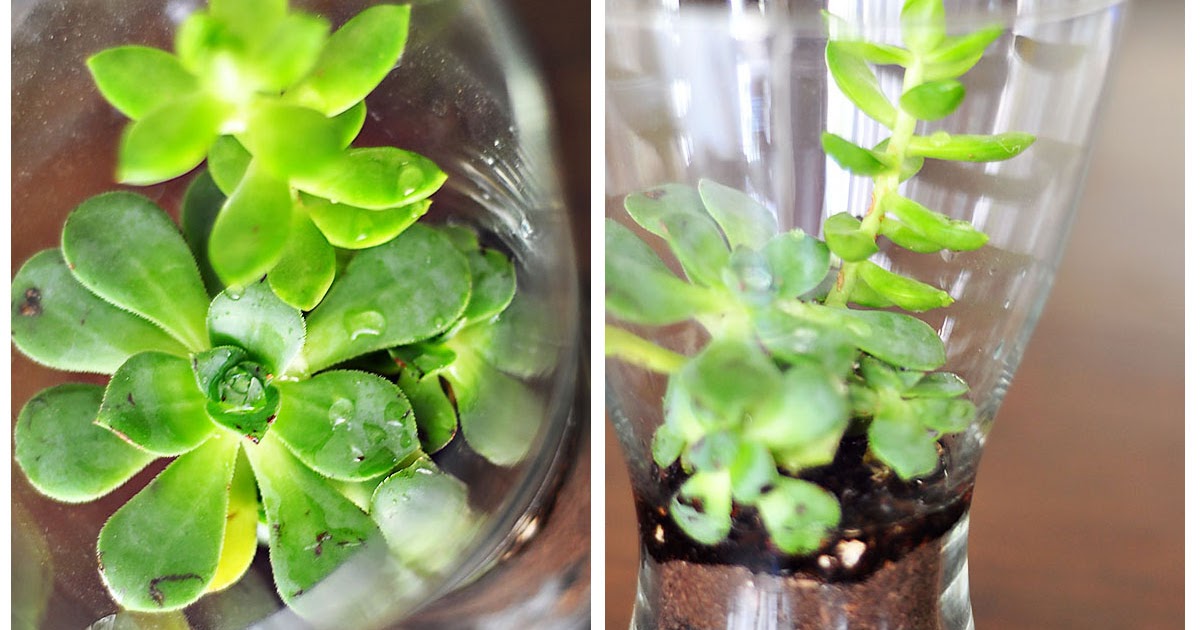 The Cheese Thief If You Were a Flower Which Flower Would You Be? and Why?