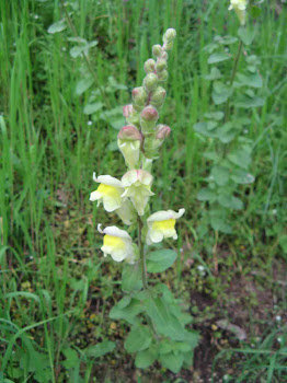 Anthirrinum latifolium (Bocca di leone)