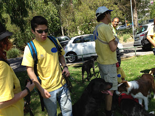 Australian Shepherd dog trekking in Oeiras