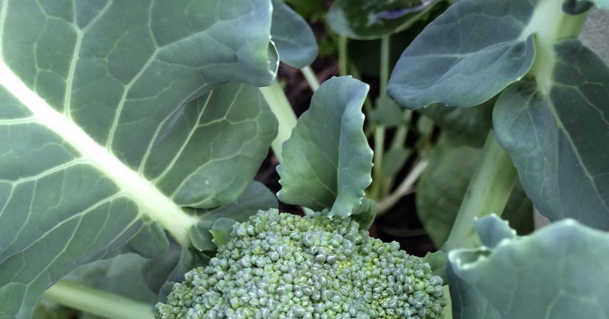 Fenton Friday Cold Crops Coming In
