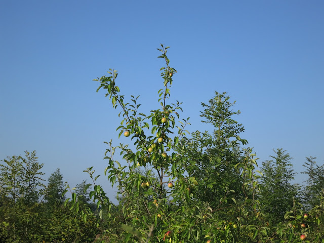 Apple tree with apples on reaches above other trees in a new-ish plantation.