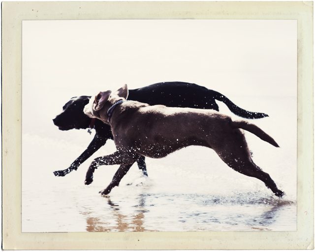 dogs at play in ocean