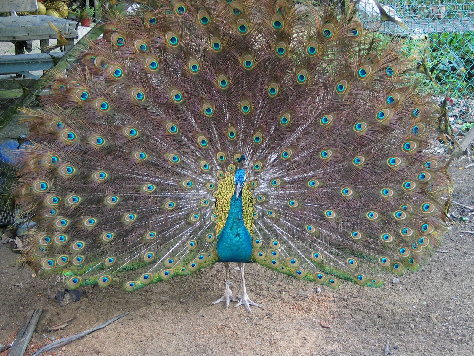 Peacock desktop wallpaper |Funny Animal