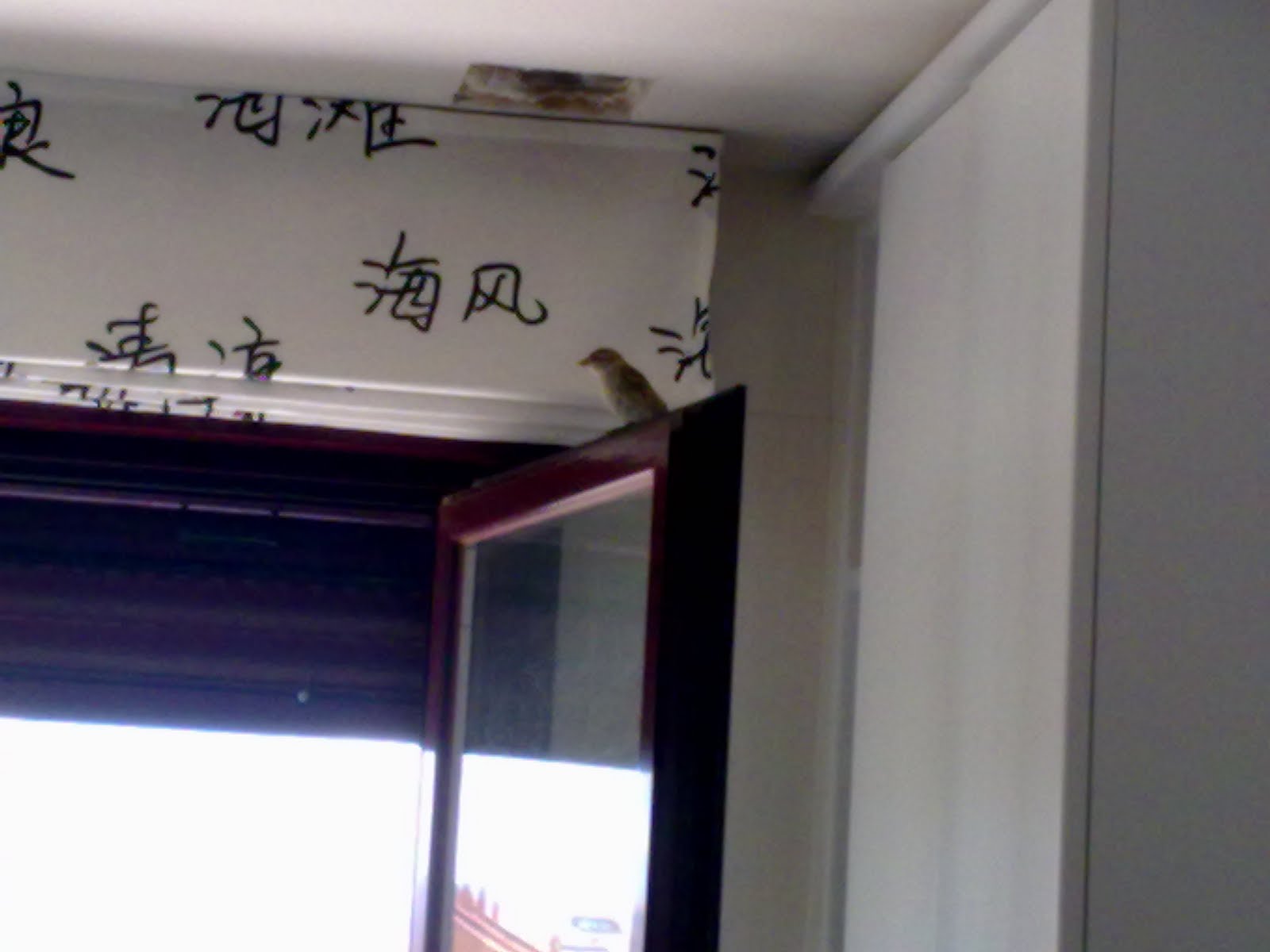 Mi familia y otros animales: La cocina y los pájaros