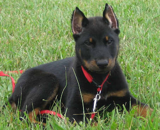 Beauceron Puppy Picture