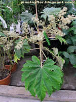 Tetrapanax papyriferus