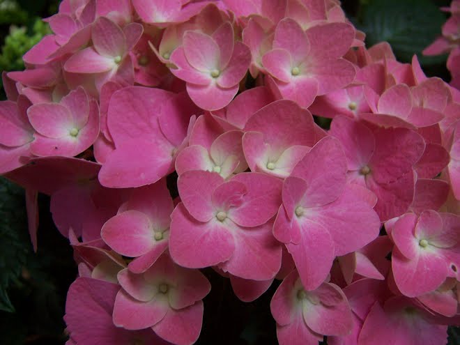 My Hydrangea 05-29-12