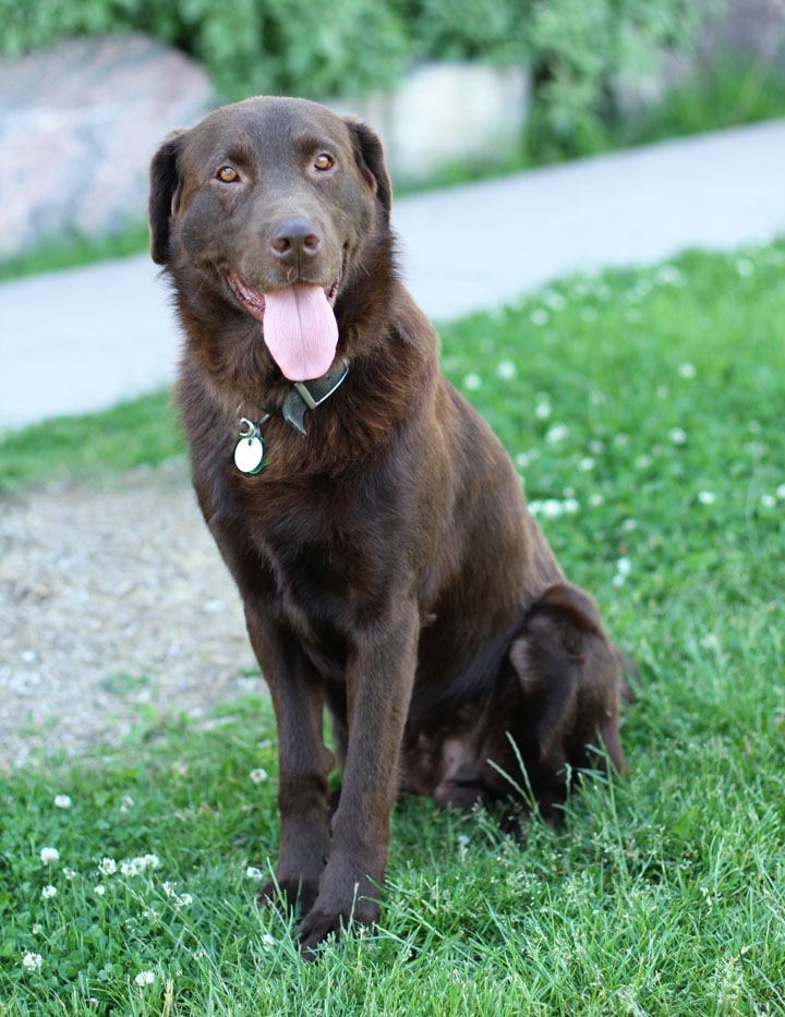Cute Dogs: Brown Labrador Retriever