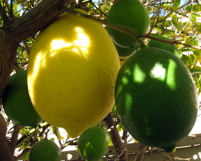 Murrieta365 First of the Month Lemons