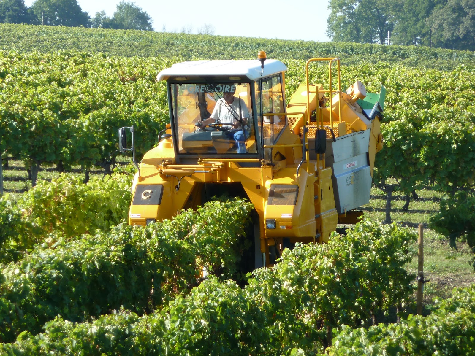 Grape Harvest Pictures