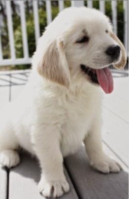 See more White Golden Retriever Puppy is one happy pup http://cutepuppyanddog.blogspot.com/