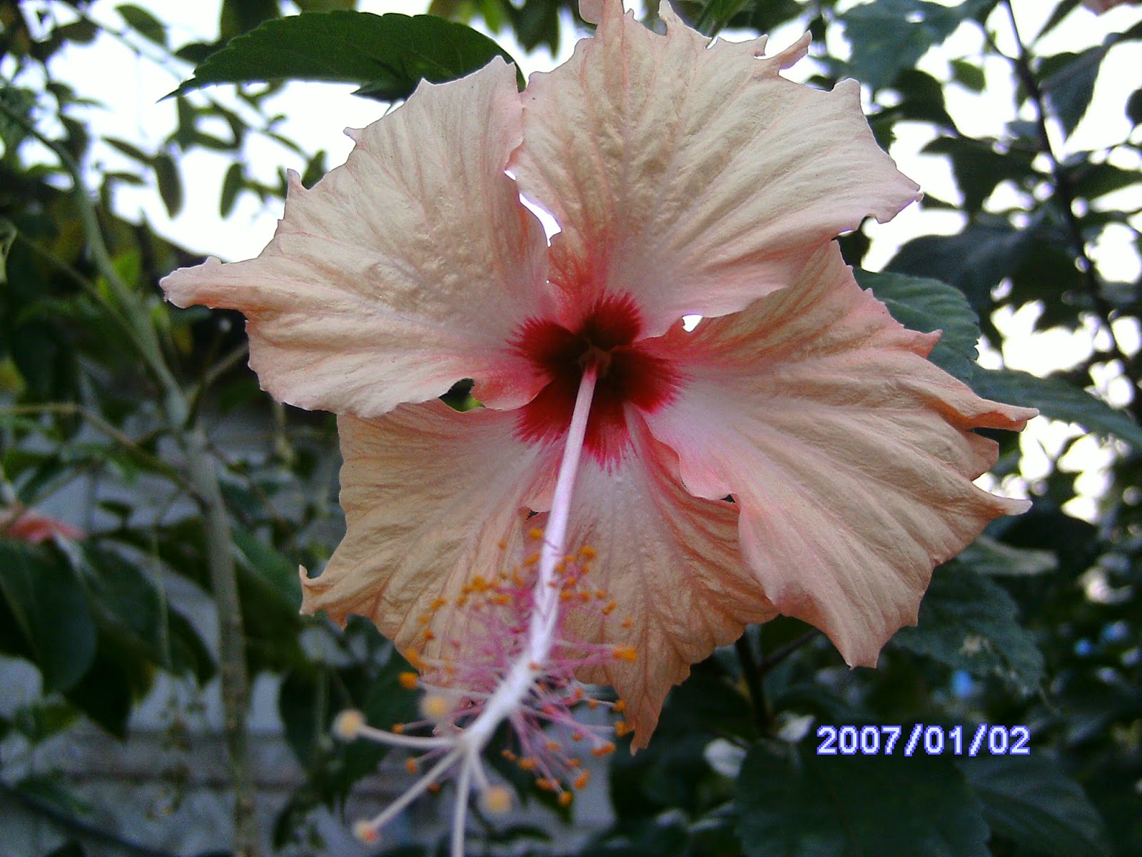 Flowers Bee's Friend