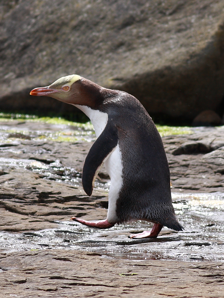 Encyclopaedia of Babies of Beautiful Wild Animals The