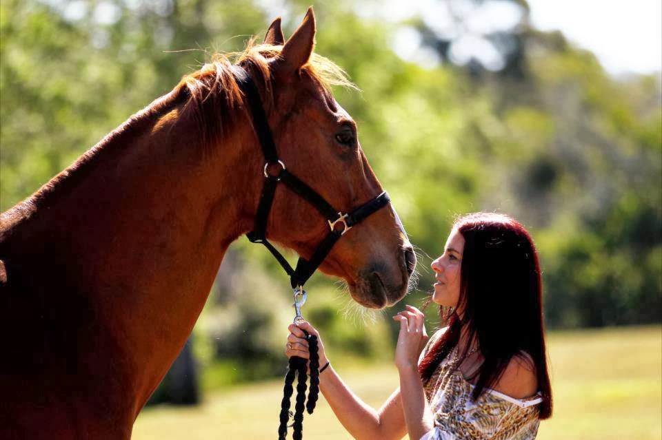 Save a Horse Australia Horse Rescue and Sanctuary December 2013