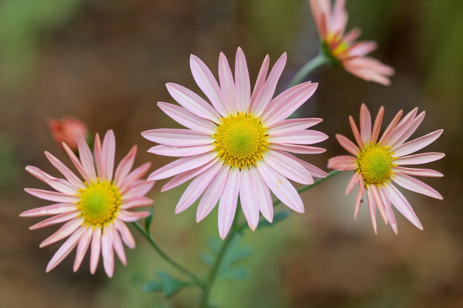 Red House Garden Pastel Flowers in the Fall Garden