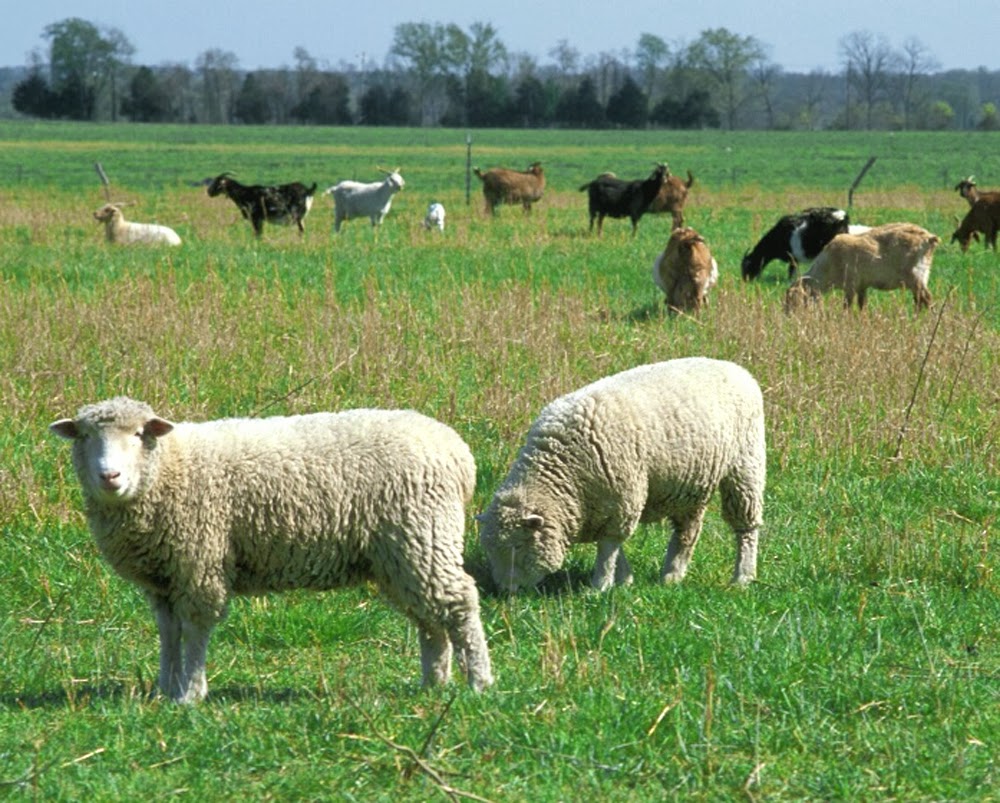 Raising Goats And Sheep Together Modern Farming Methods