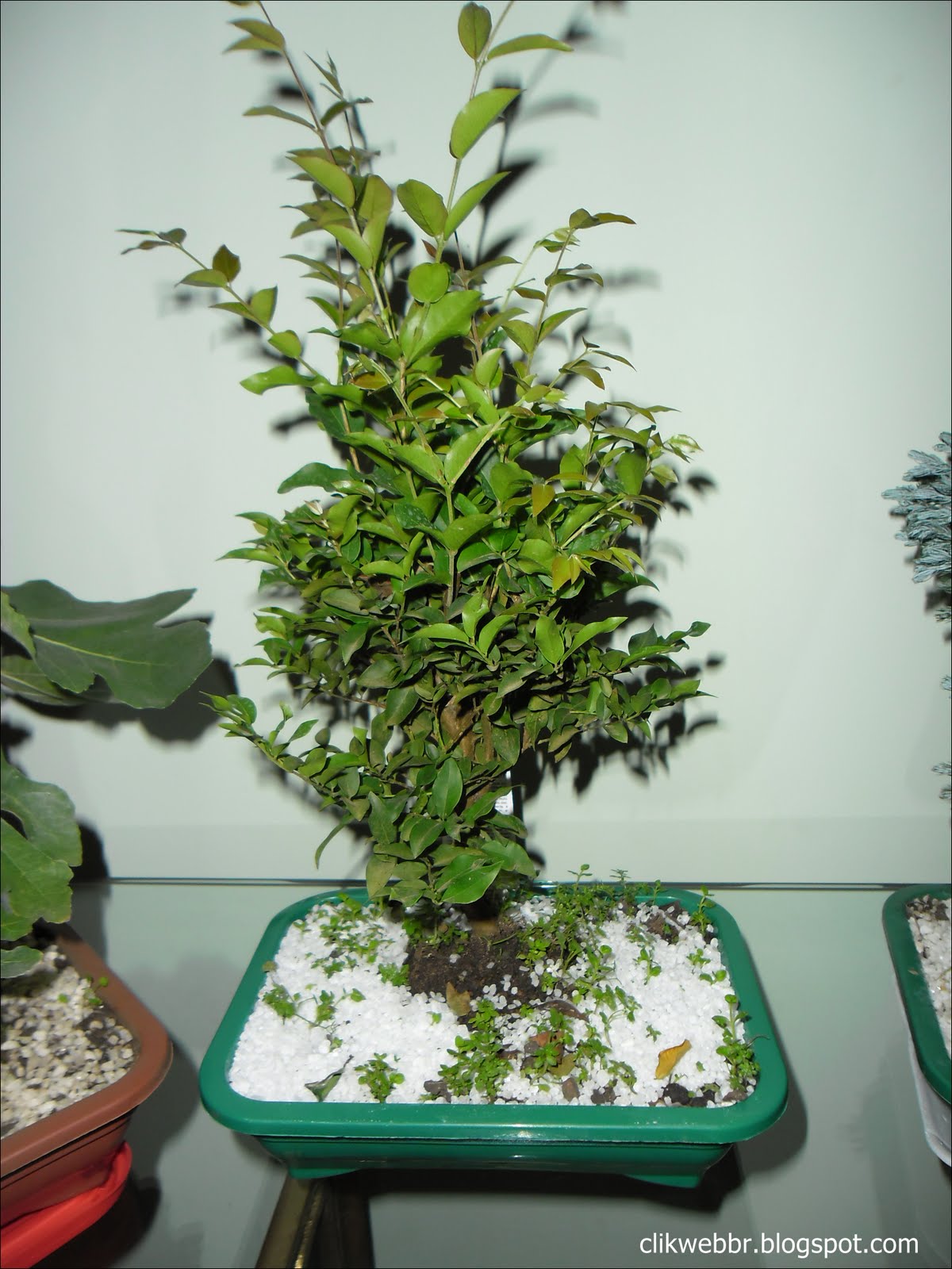 Mundo das Plantas Bonsai pré bonsai jabuticaba