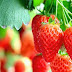6 Manfaat  Buah Strawberry untuk Kesehatan Anda