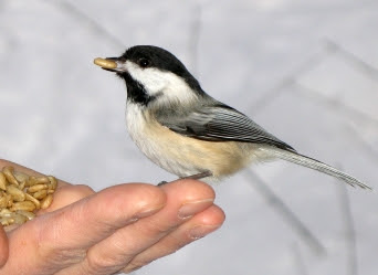 Chickadee In Hand