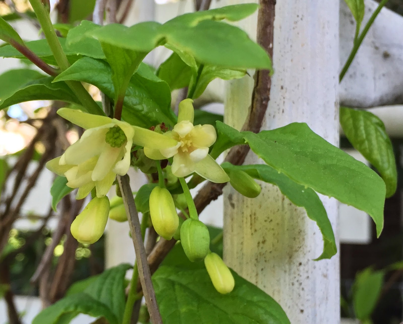 The Phytophactor Magnolia vine