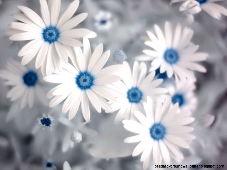 Summer Flower Wallpaper WallpaperSafari Summer Flower Wallpaper WallpaperSafari