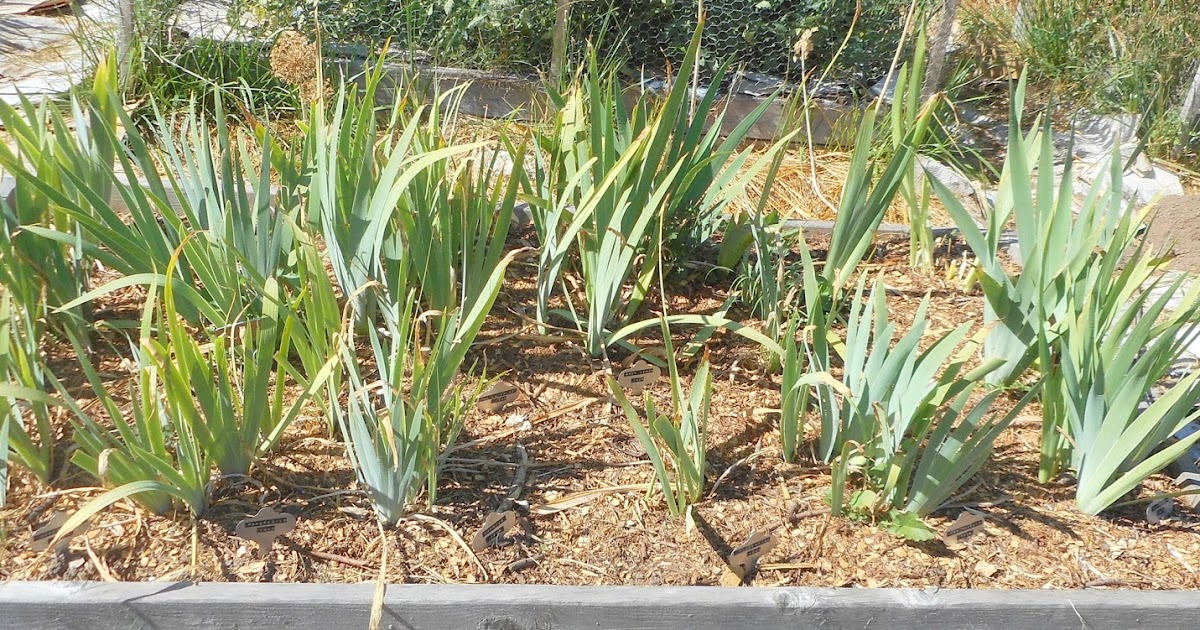 Growing Greener in the Pacific Northwest Bearded Iris Beds. 7.16.15