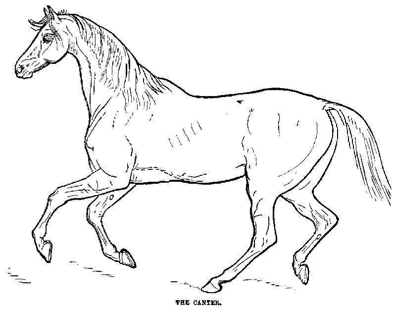 Desenho de cavalo passo a passo