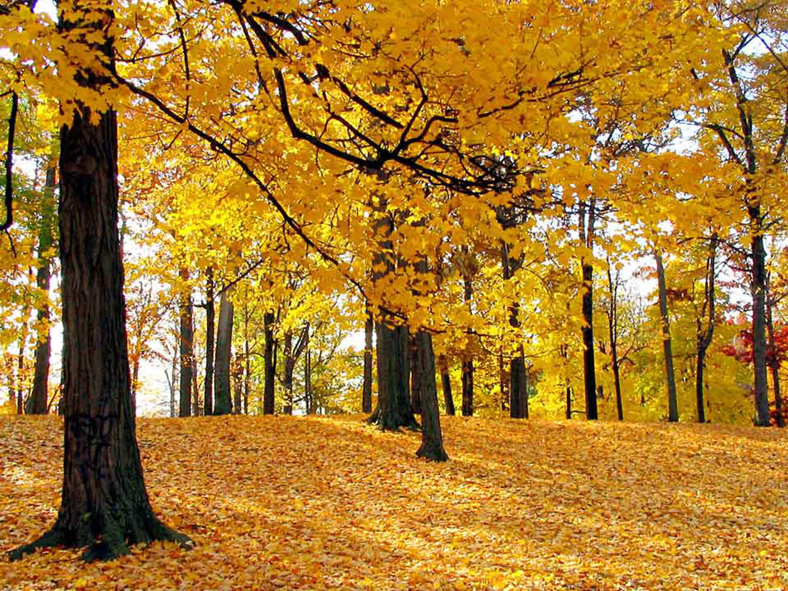 wallpaper: Trees Wallpapers