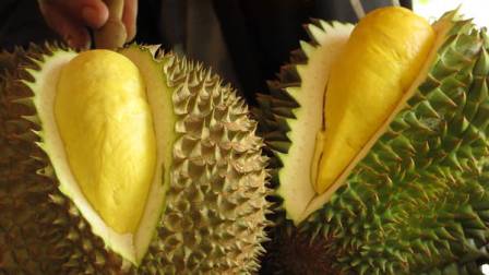 Teknis%2BBudidaya%2BBuah%2BDurian%2B(Dur