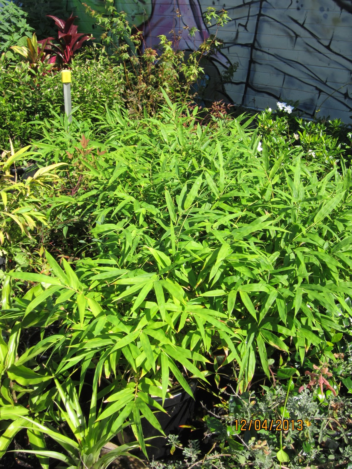 The Niche Nursery More Plants From The Niche&hellip;&hellip;&hellip;&hellip;&hellip;