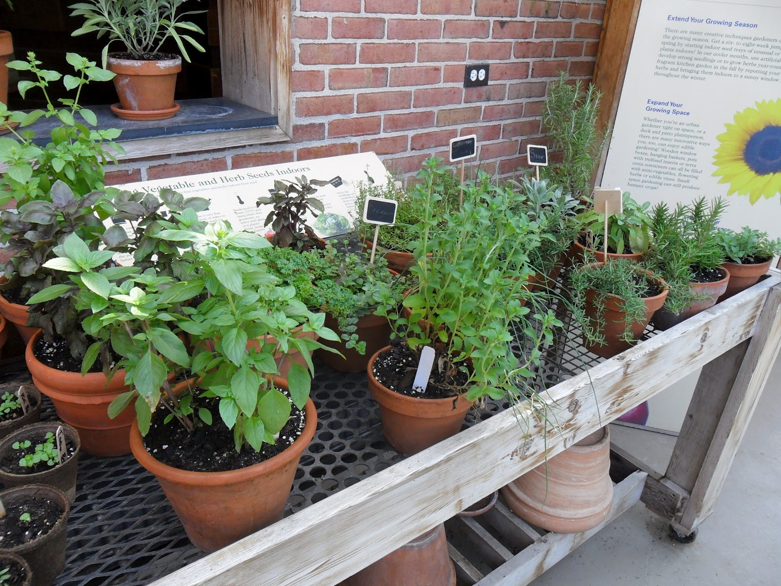 Backyard Patch Herbal Blog: Herb Garden Event - Chicago Botanic Gardens