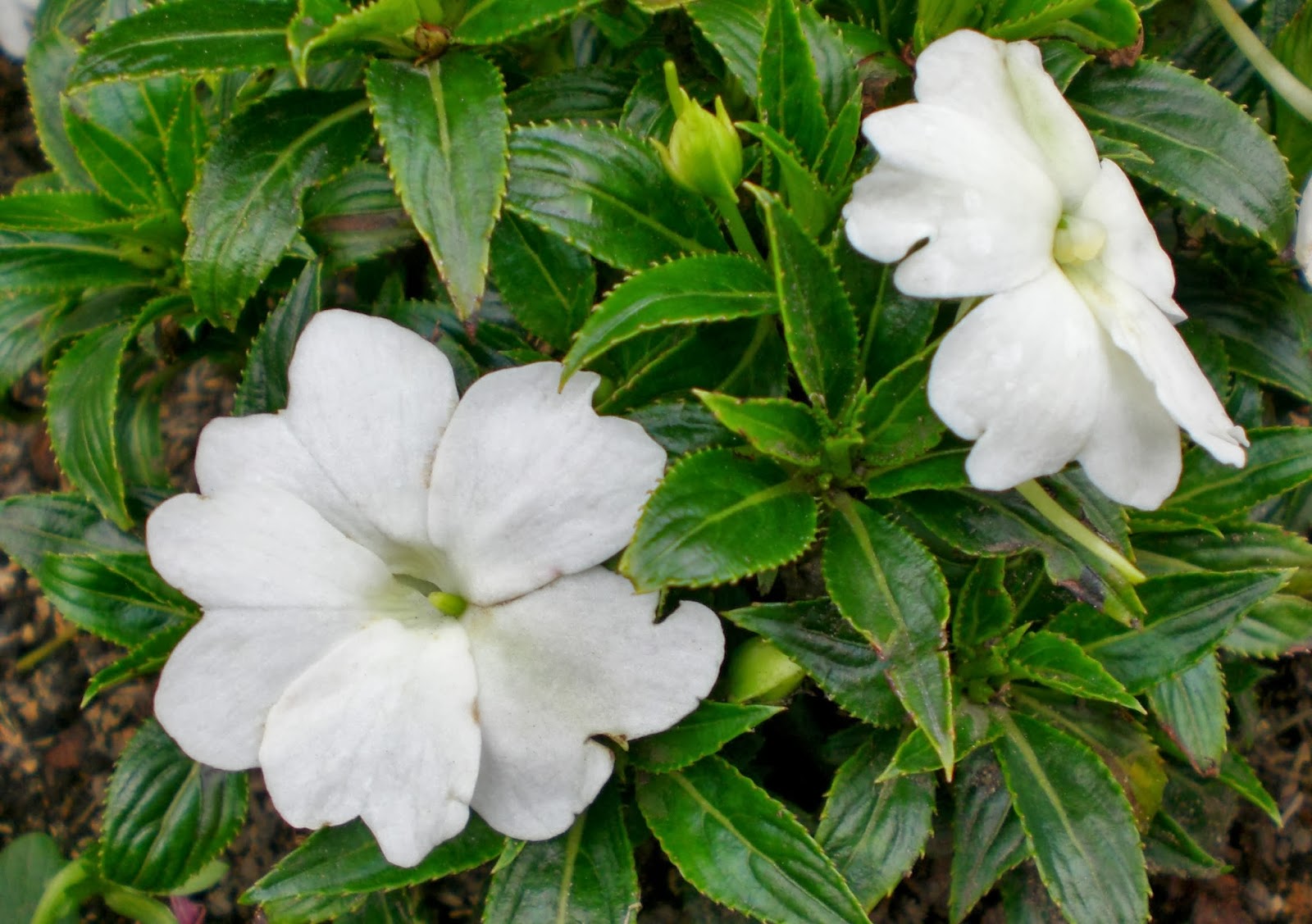 Impatiens x hawkeri blanca Flores colombia
