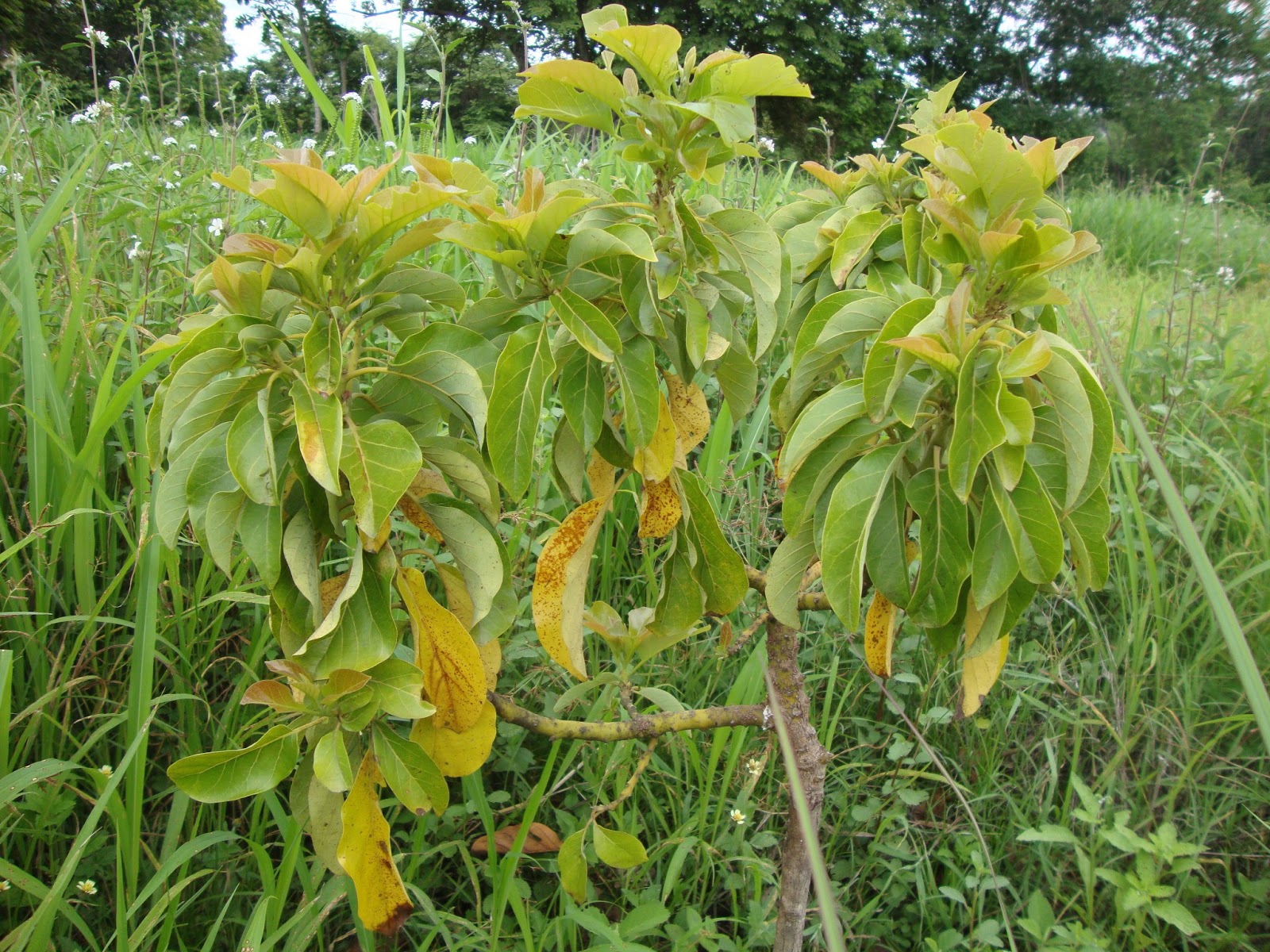 Aguacates en Cojedes Caida de hojas y falta de Nitrógeno