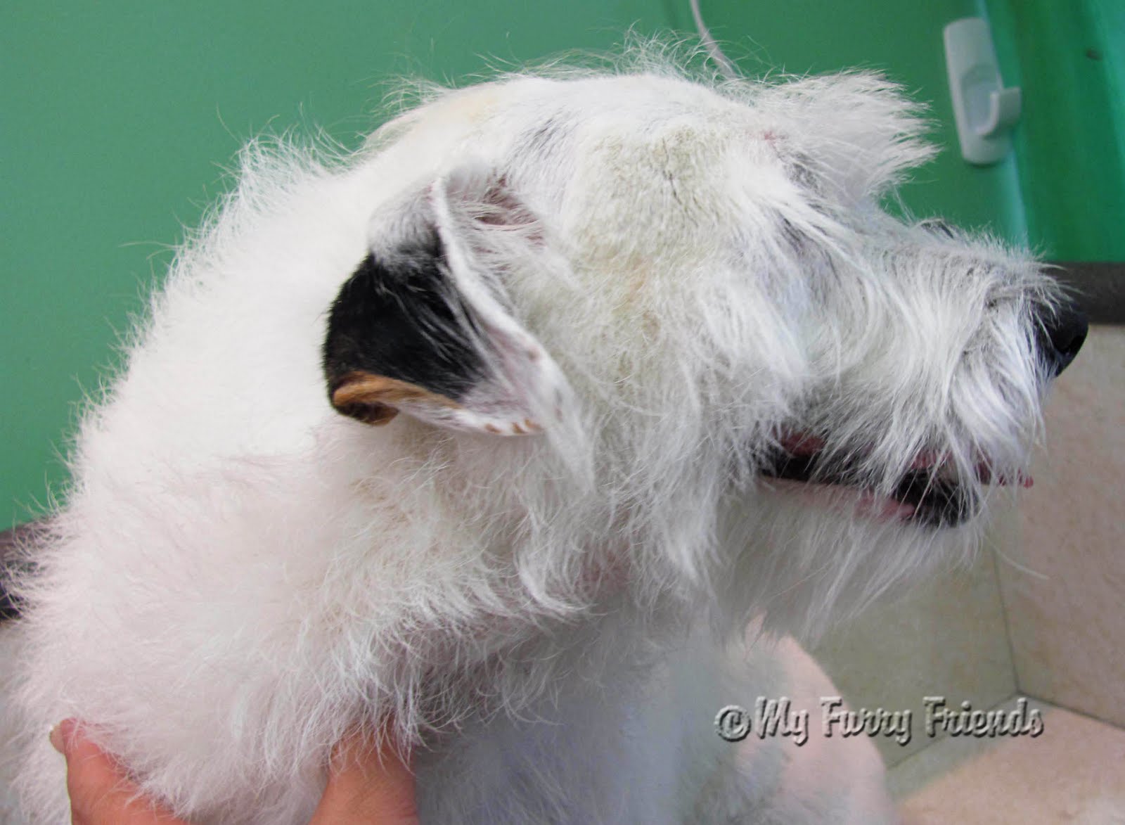 Pet Grooming The Good, The Bad, & The Furry Grooming a Wire hair Jack