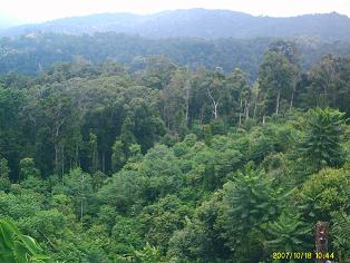 tropical rainforest deforestation case study tropical rainforest deforestation case study