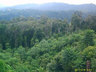 Rainforest Indonesia