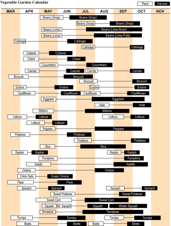Easy Frugal Living The Tomatoes are Growing Like Weeds!